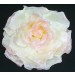 Flower Pin/Cream/Pink Rose