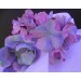 Lavender Hydrangea Detail