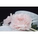 Pale Pink Rose