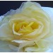 Yellow Rose Detail
